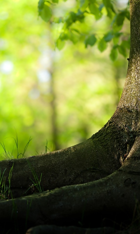 Корни дерева обои