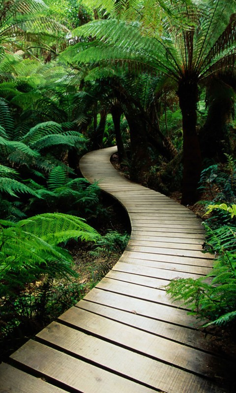 Дорожка в зарослях обои