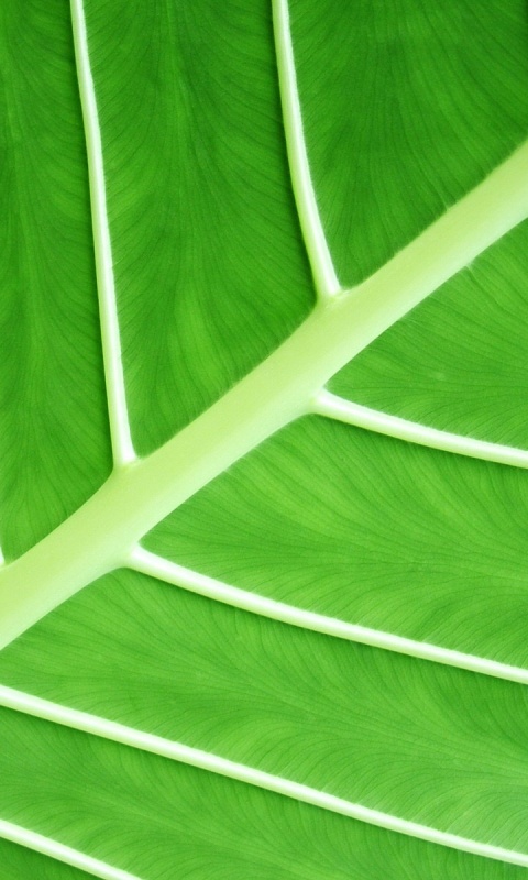 Пальмовый лист обои