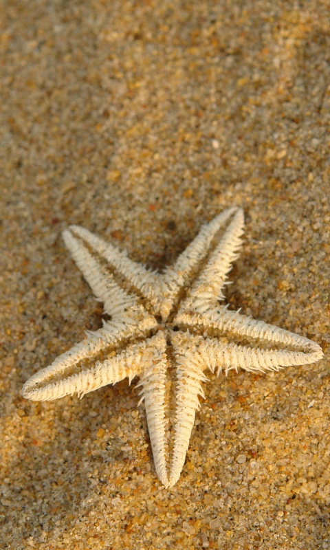 Морская звезда на песке обои