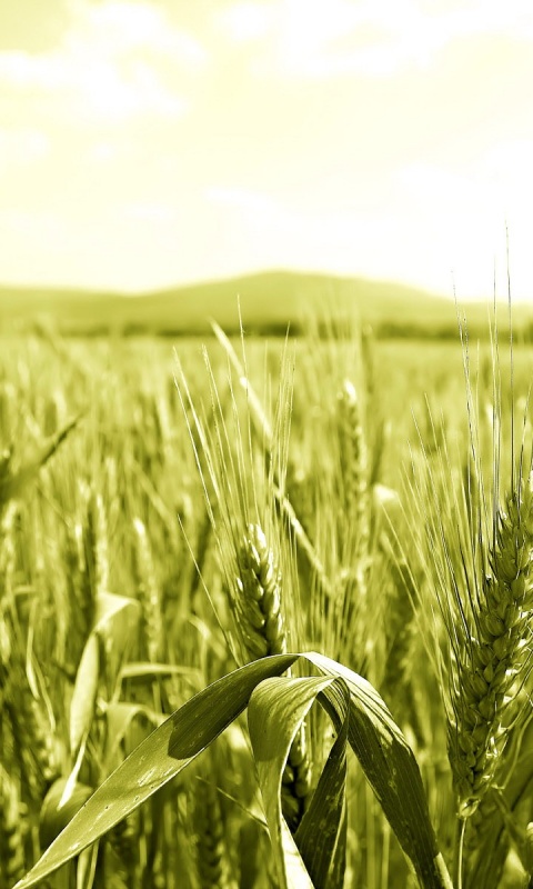 В полях обои