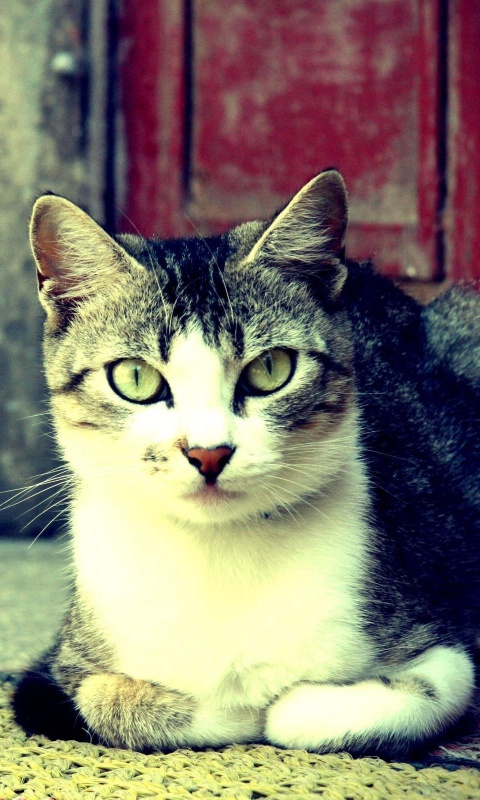 Кошечка на подстилке обои