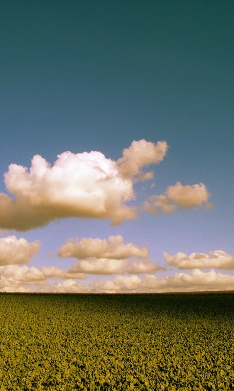 Обака над бескрайними полями обои