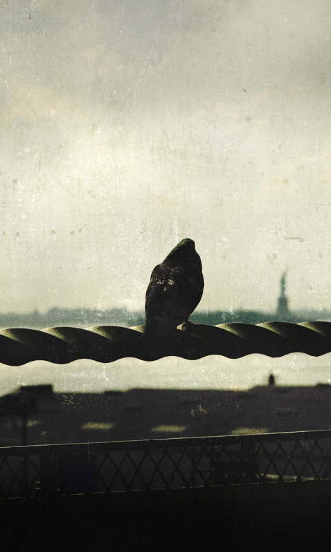 Голубь в Нью-Йоркских доках обои