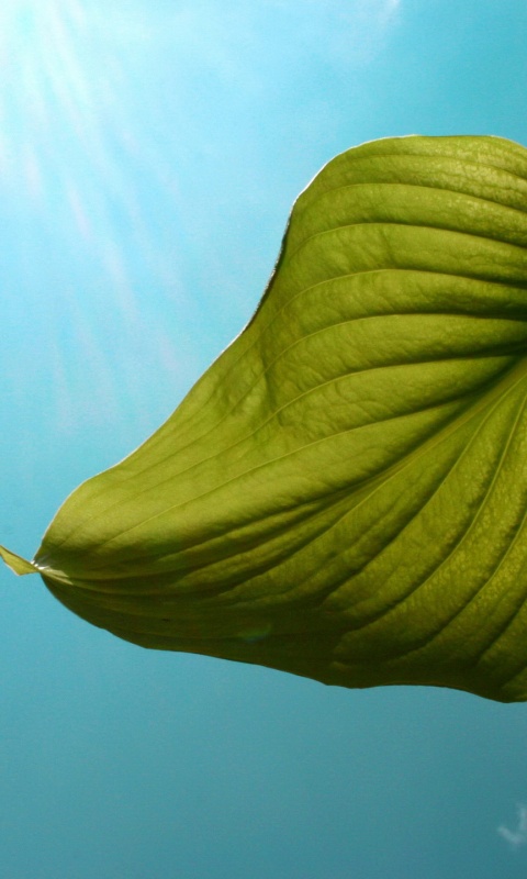 Листик тянется к солнцу обои