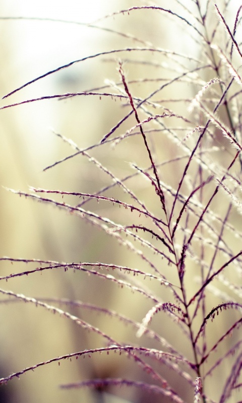 Макро фото растения обои