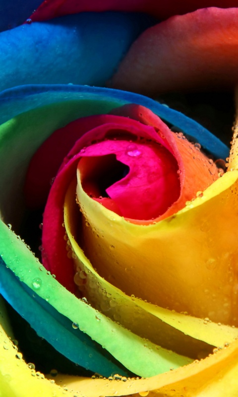 Радужная роза обои