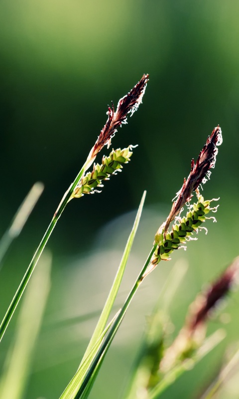 Макро фото луговой травы обои