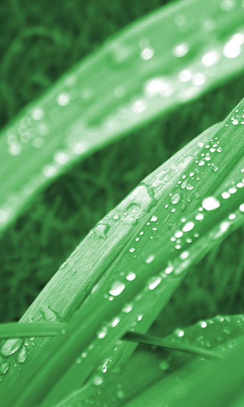 Роса на траве обои