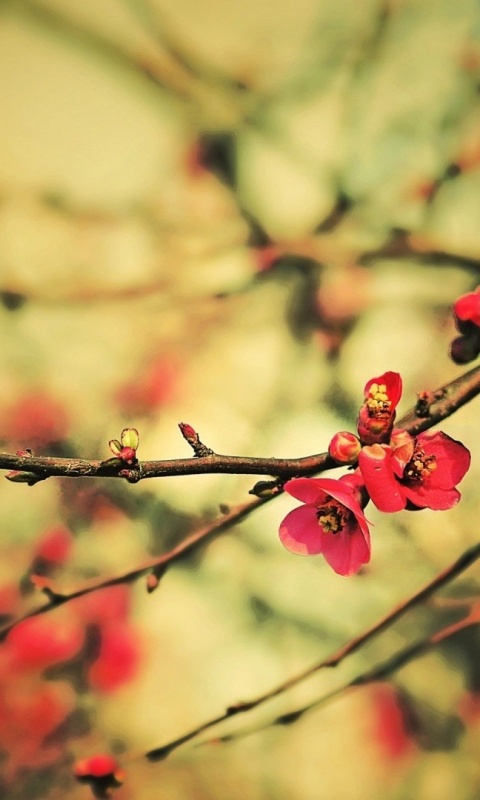 Весеннее цветение обои