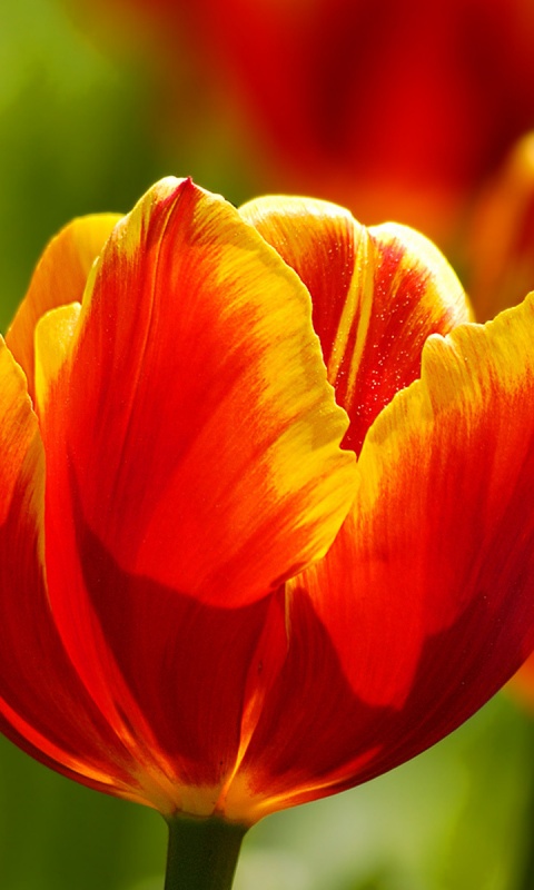 Красно-желтый тюльпан обои