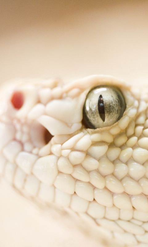 Змея альбинос обои