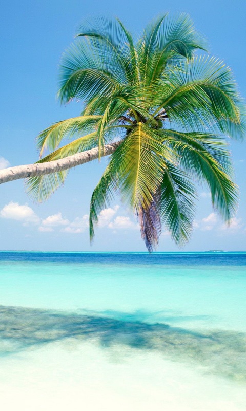 Пальма на лазурном берегу обои