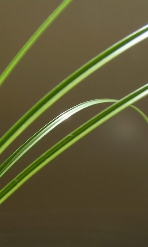 Четыре травинки обои