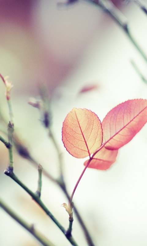 Красные листики обои