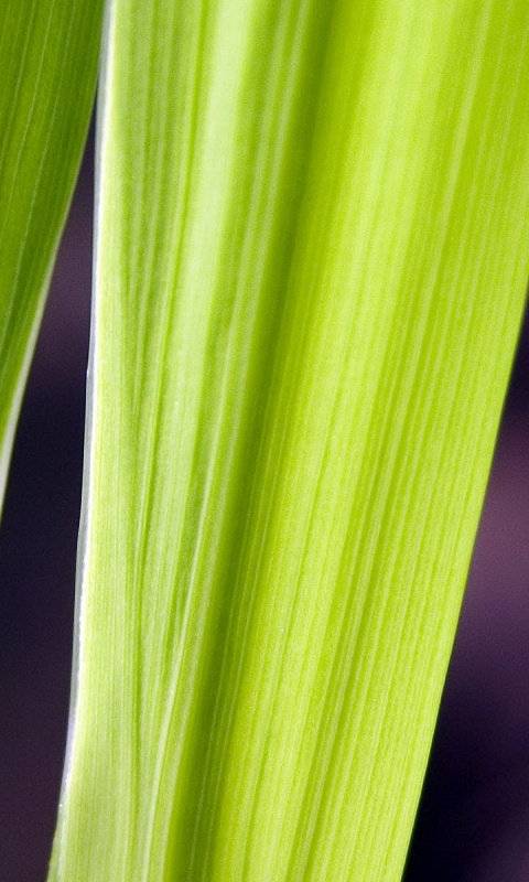 Салатоввые травинки обои