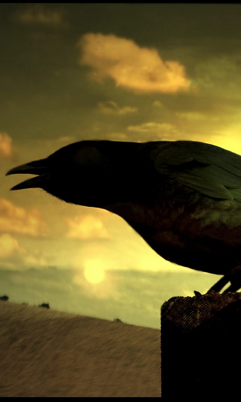 Чёрный ворон обои