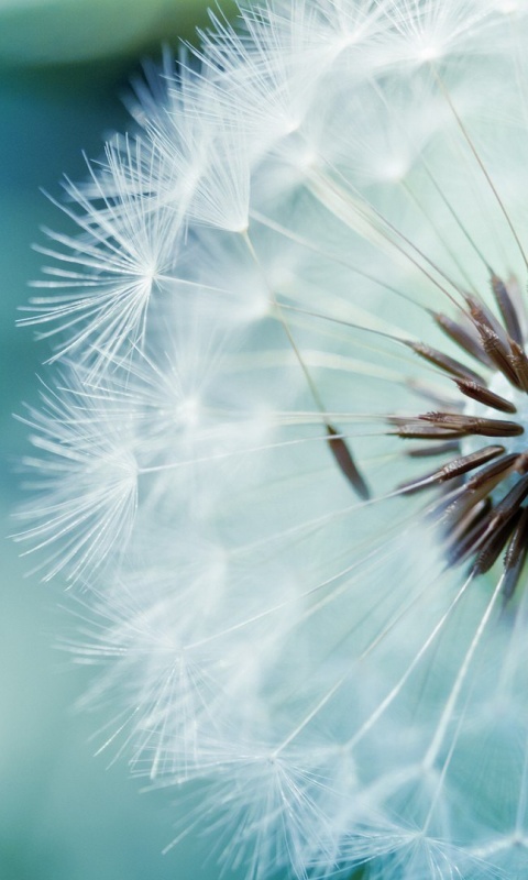 Макро фото одуванчика обои