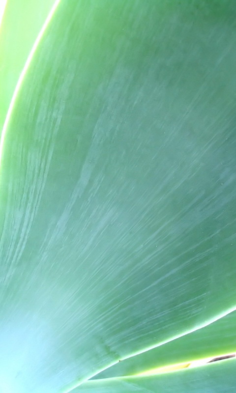 Макро фото травинки обои