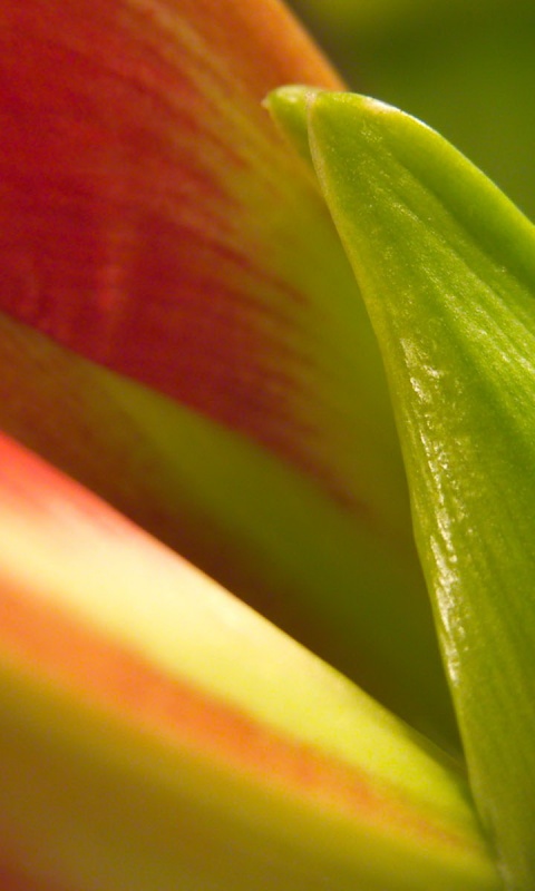 Макро фото цветка обои