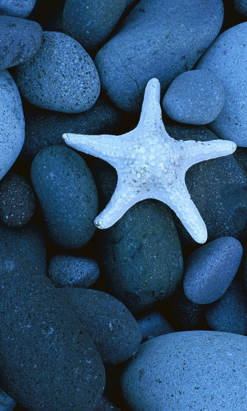 Звезда на морской гальке обои