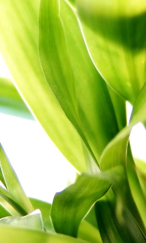 Солнечные травинки обои