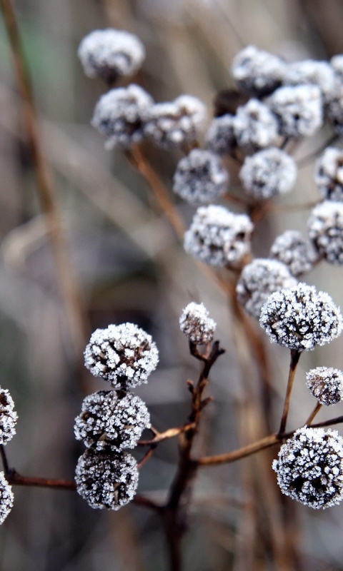 Иний на растении обои