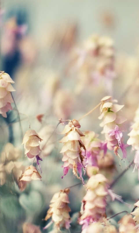 Висящие цветочки обои