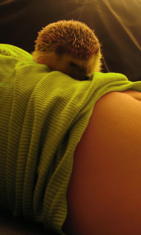 Девушка и ёжик обои