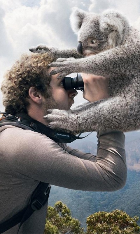 Коала ближе чем кажется обои