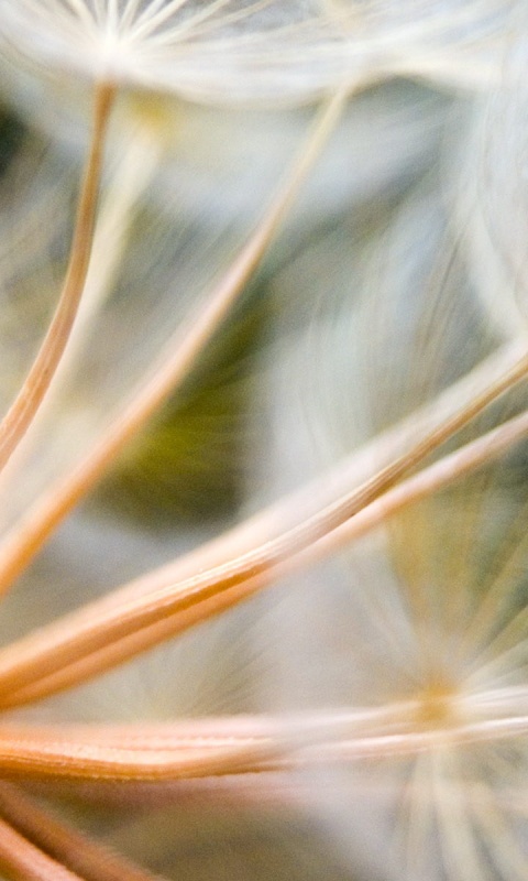 Одуванчик макро обои