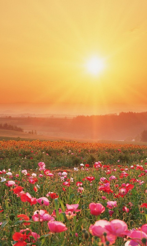 Цветущие поля обои