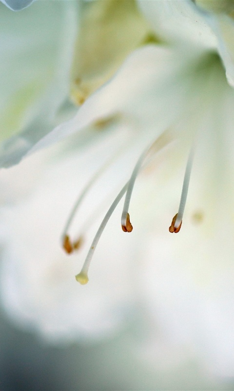 Цветок орхидеи обои