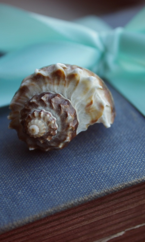 Ракушка на подарочном альбоме обои