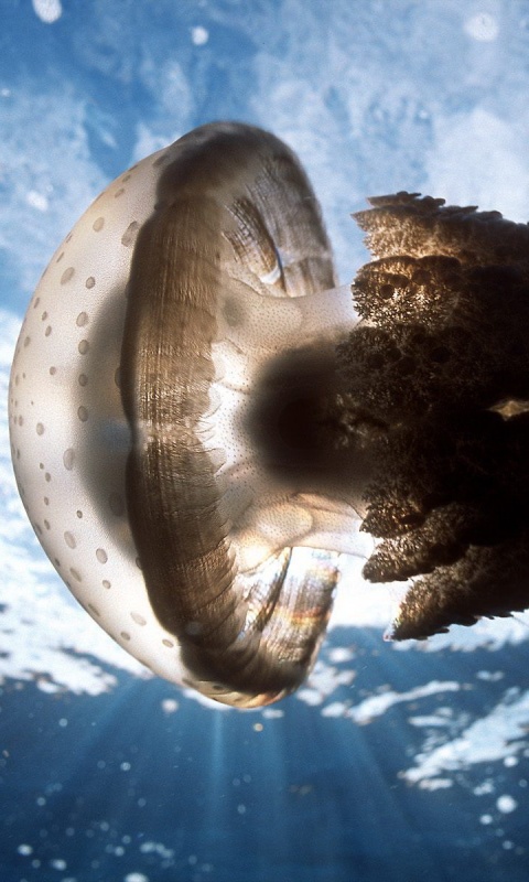 Коричневая медуза обои