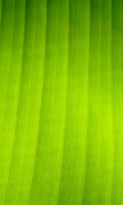 Травяные полосы обои