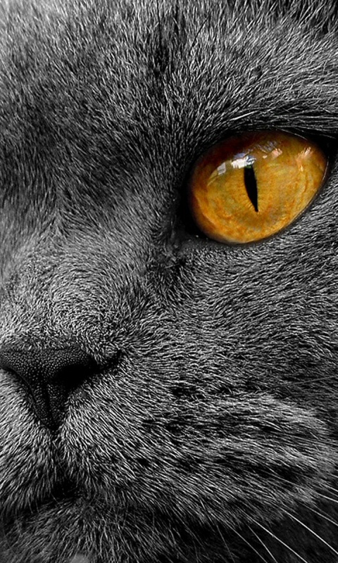 Кот с оранжевыми глазами обои