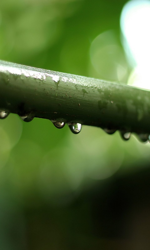 Капли на стебле обои