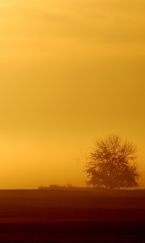 Убранное поле обои