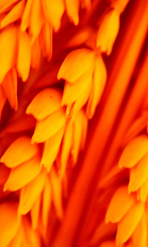 Оранжевое соцветие обои