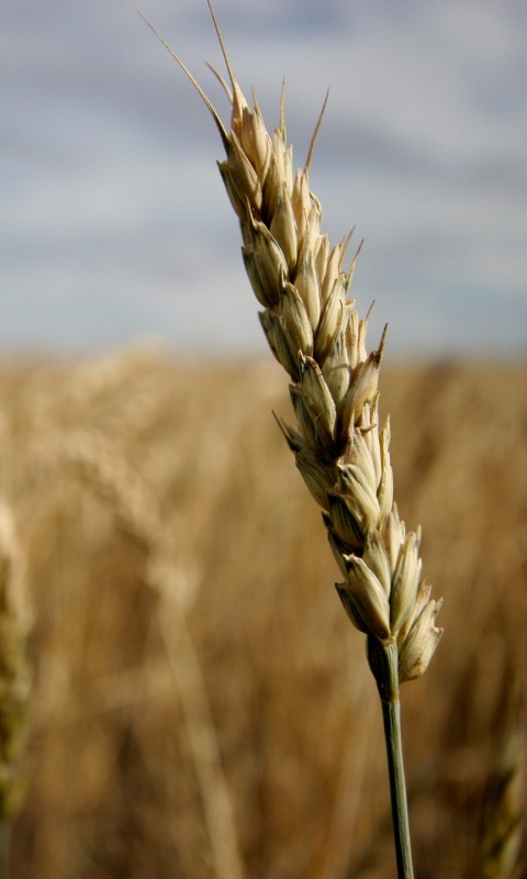 Колосок обои