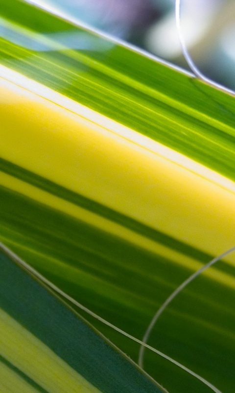 Желто-зеленые травинки обои