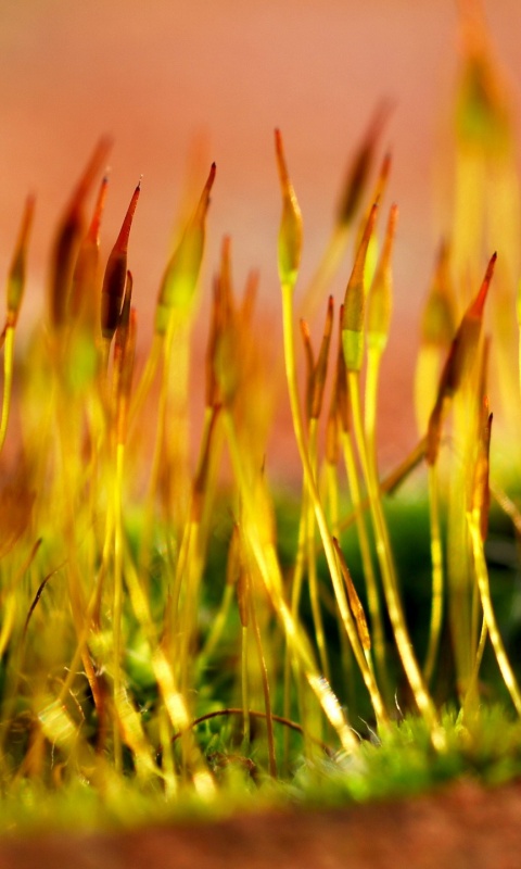 Тонкие ростки обои