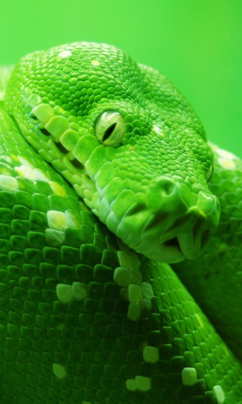 Зелёный питон обои