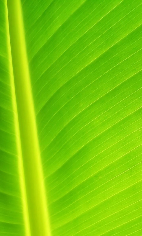 Желтый черенок листа обои