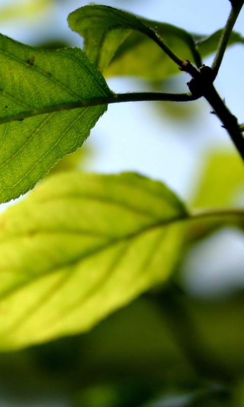 Три листа обои