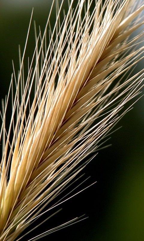 Колючая травинка обои