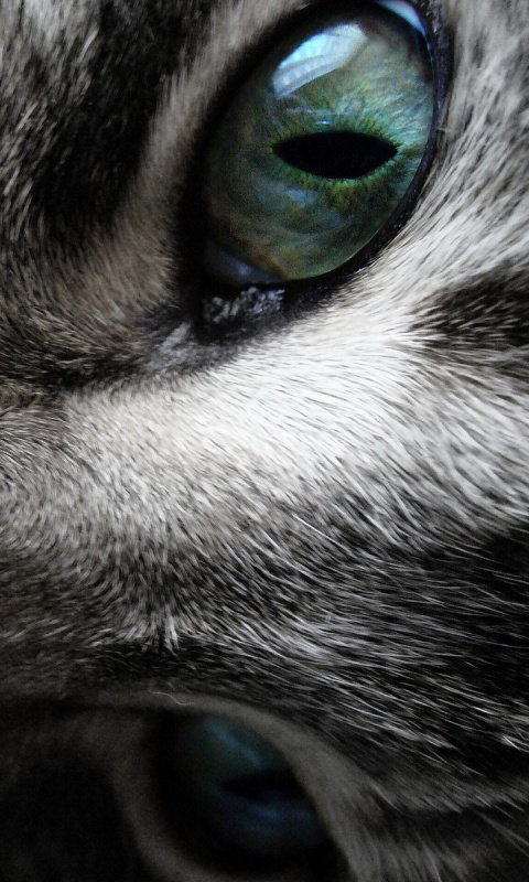 Мордашка кота крупным планом обои