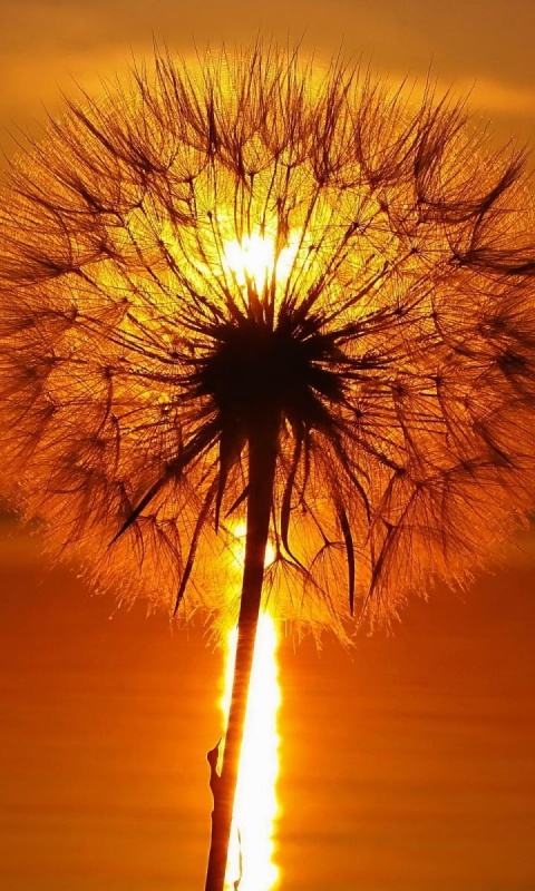 Одуванчик на закател обои