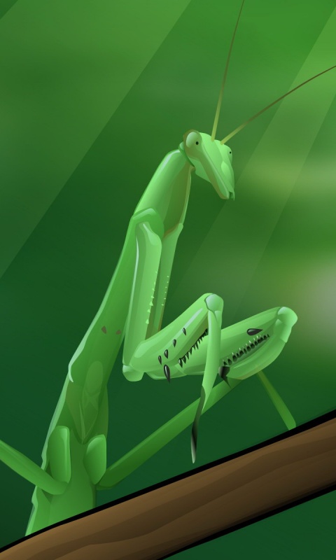 Рисунок богомола обои